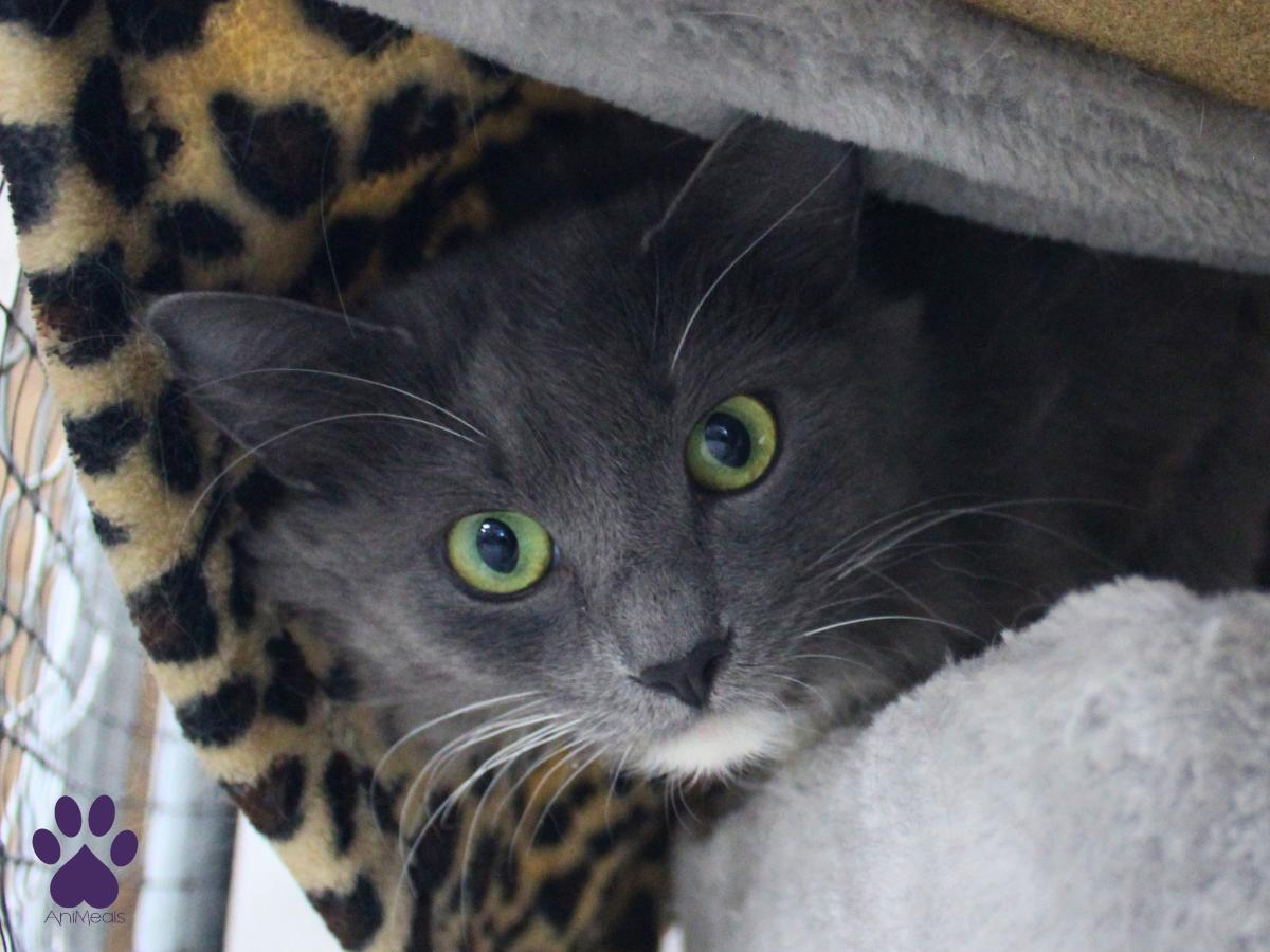 Lilac, a ADOPTABLE Domestic Long Hair in Missoula, MT image 1/3