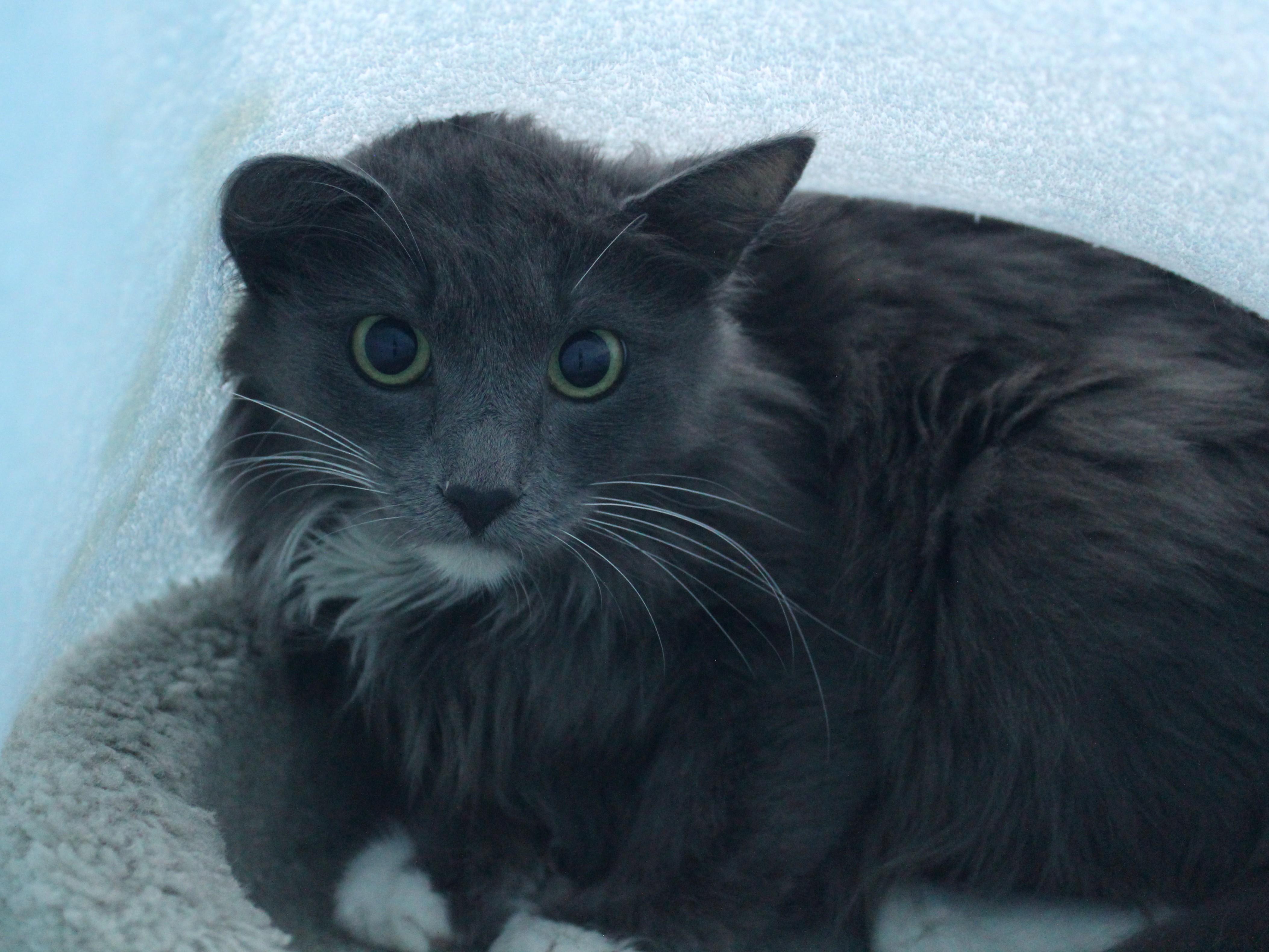 Lilac, a ADOPTABLE Domestic Long Hair in Missoula, MT image 2/3