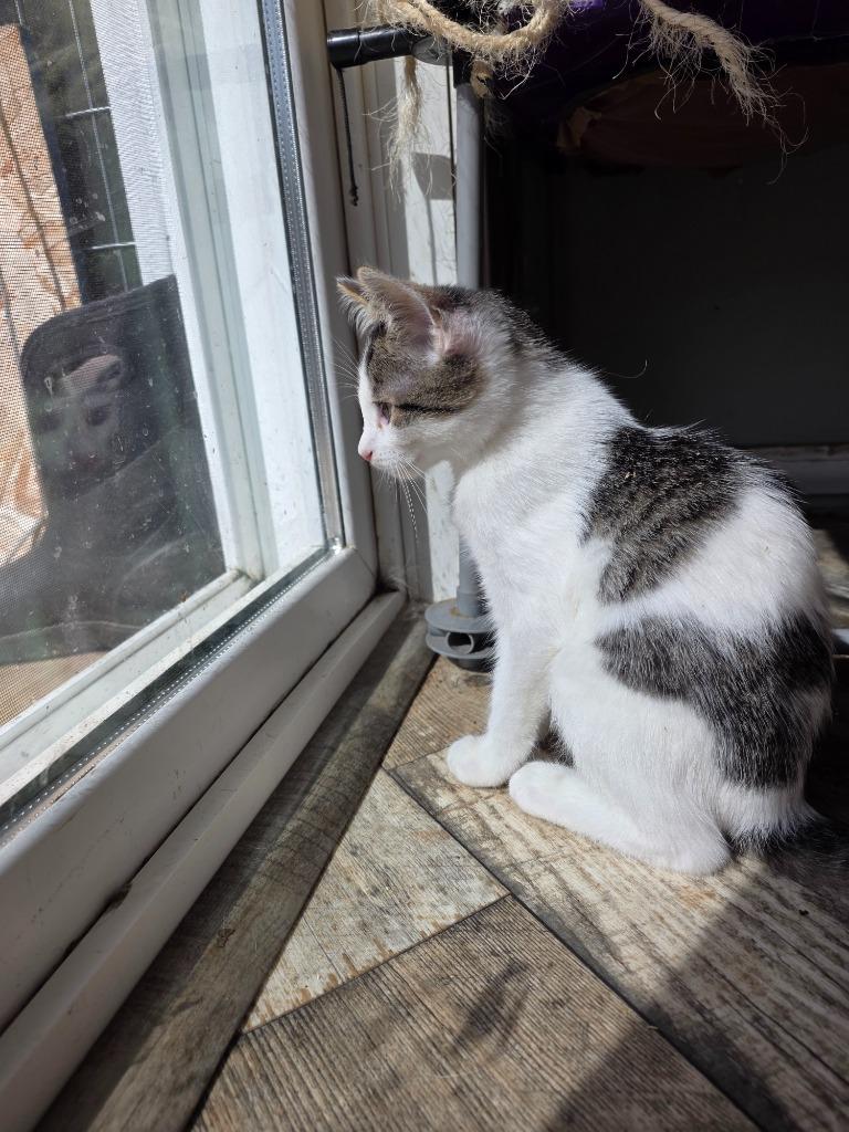 Enlarge Barnes, a Adoptable mixed breed in Shell Lake, WI image 1/3