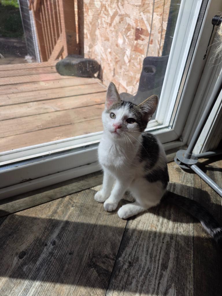 Enlarge Barnes, a Adoptable mixed breed in Shell Lake, WI image 2/3