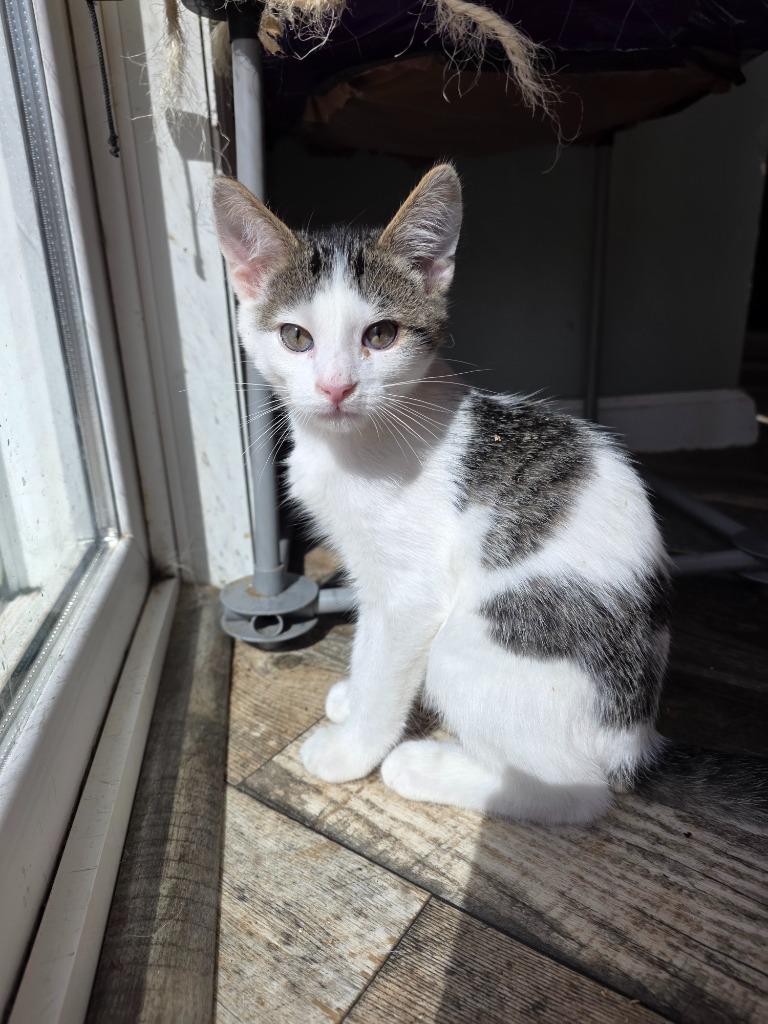 Enlarge Barnes, a Adoptable mixed breed in Shell Lake, WI image 3/3