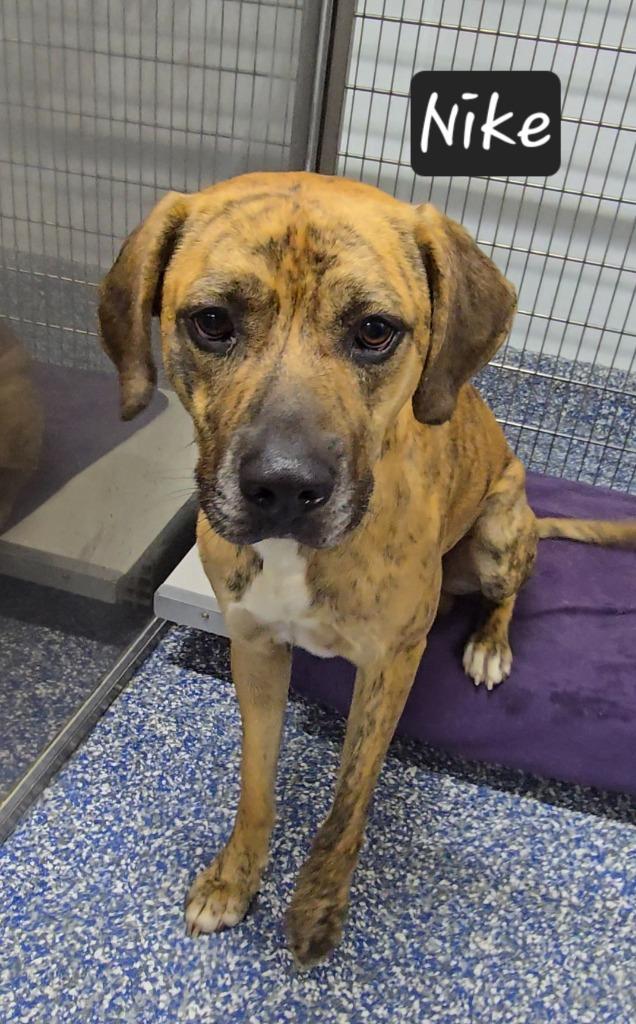 Nike, a Adoptable mixed breed in Maumelle, AR image 2/3
