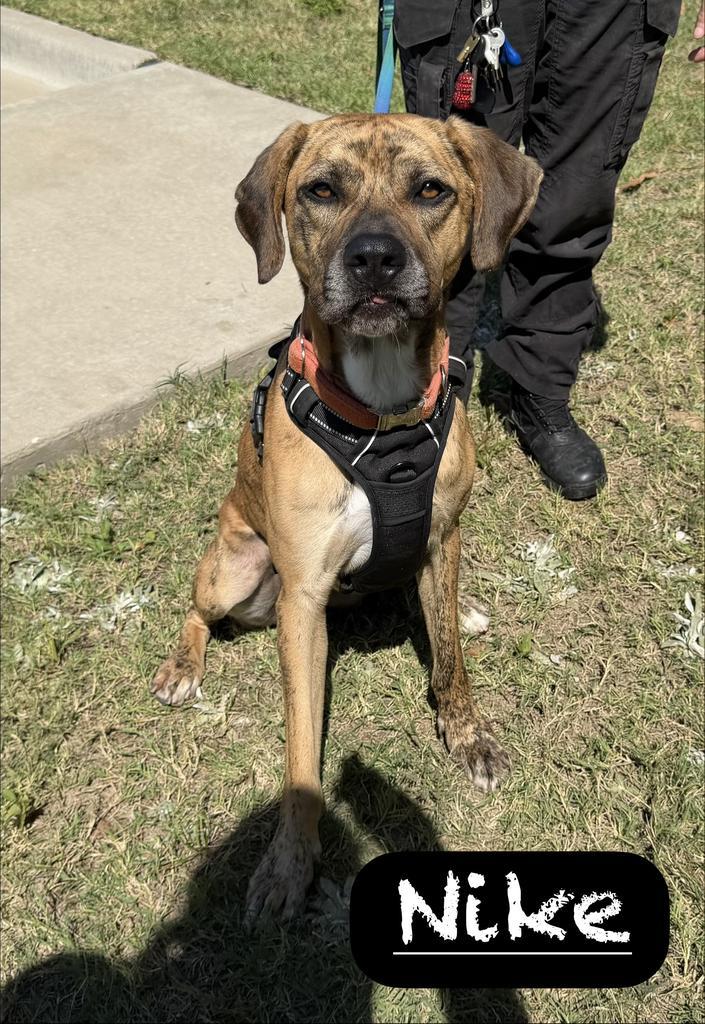 Enlarge Nike, a Adoptable mixed breed in Maumelle, AR image 3/6
