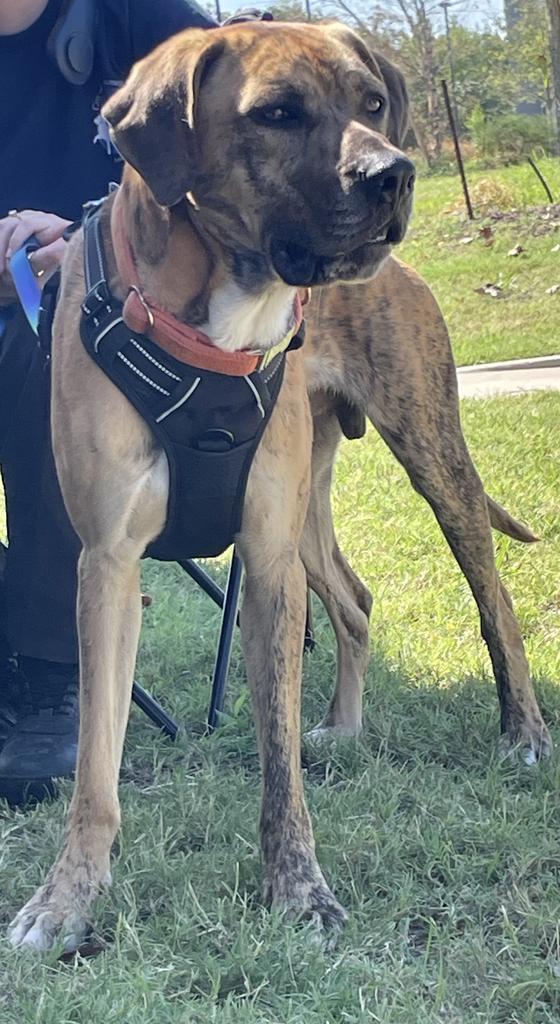 Enlarge Nike, a Adoptable mixed breed in Maumelle, AR image 4/6