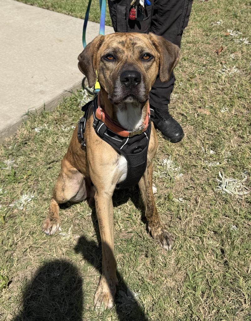 Enlarge Nike, a Adoptable mixed breed in Maumelle, AR image 5/6