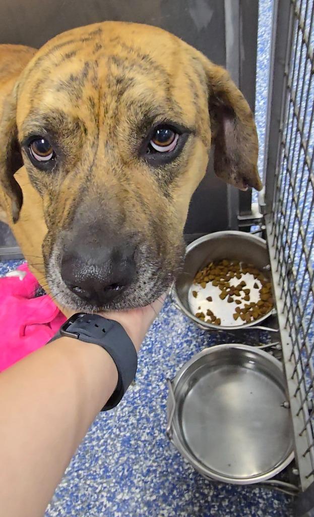 Nike, a Adoptable mixed breed in Maumelle, AR image 3/3