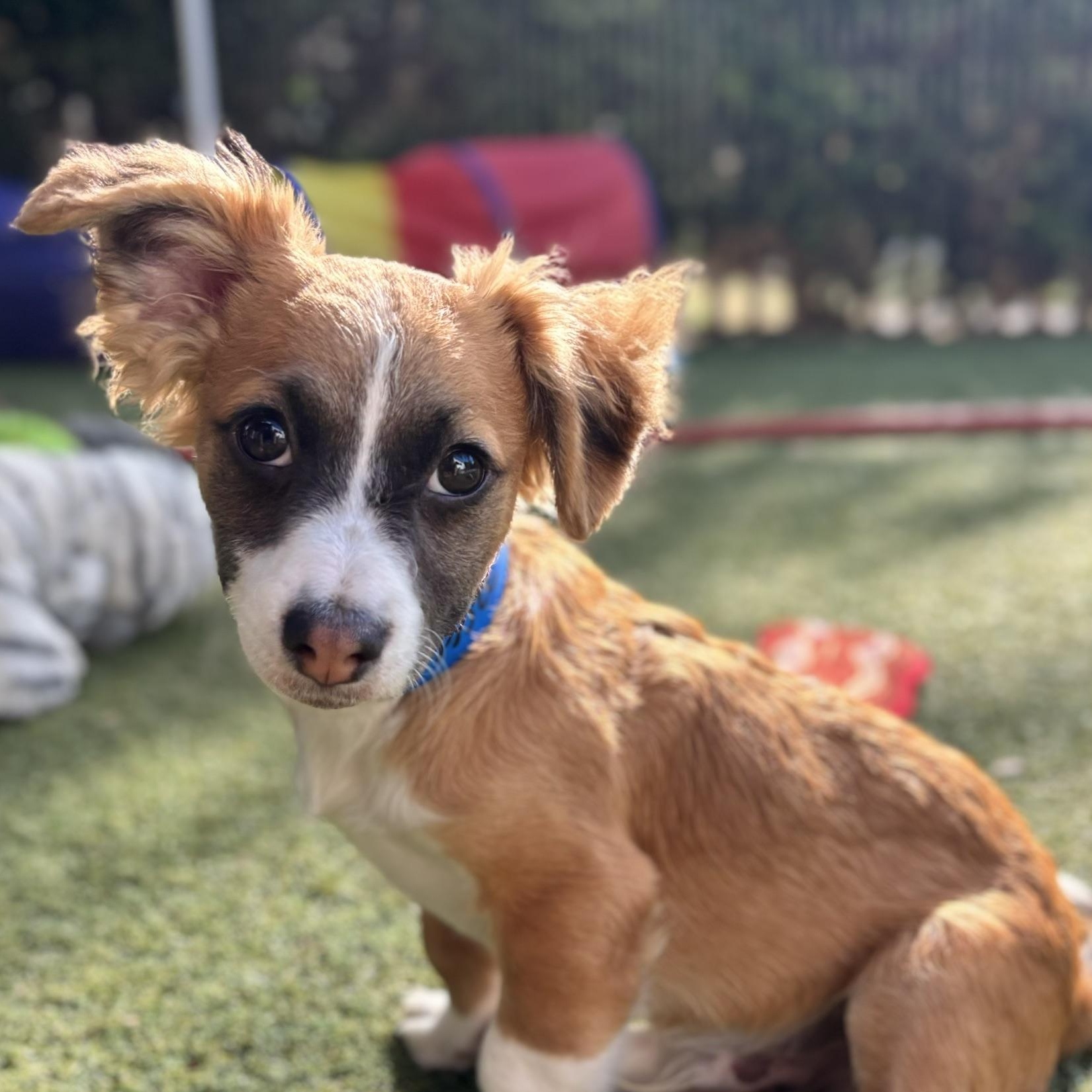 Enlarge Jim, an adopted mixed breed in Beverly Hills, CA image 1/1