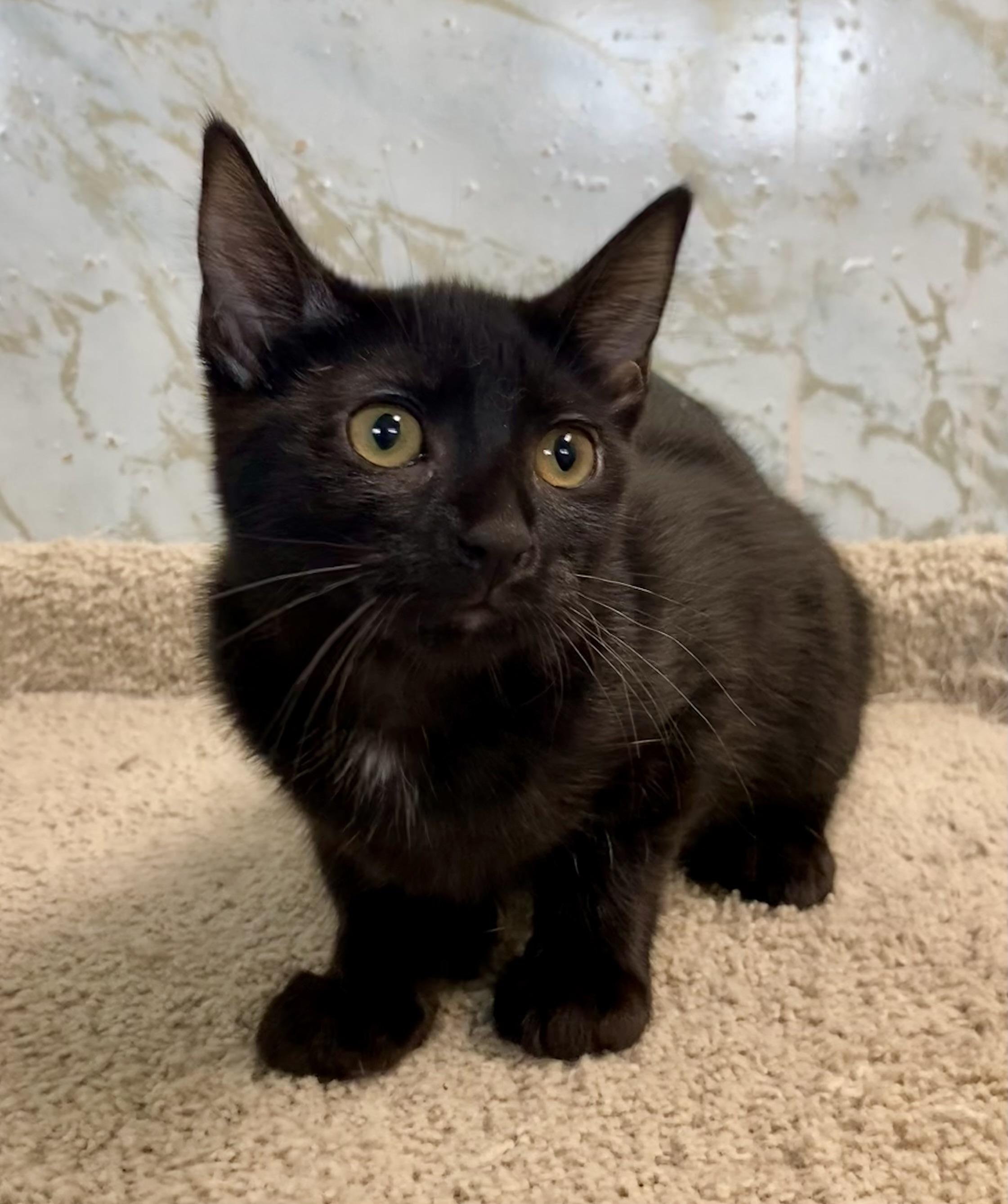 ELSA, Adoptable, Kitten Female Domestic Short Hair.