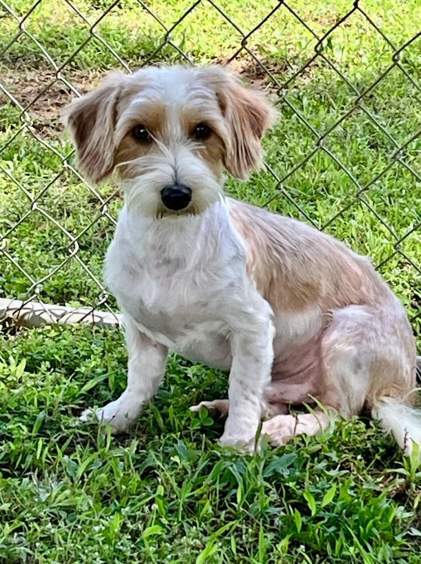 Hershey, an adopted mixed breed in Joppa, AL image 3/3