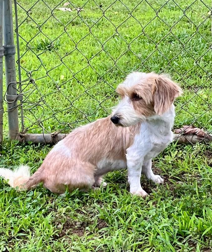 Hershey, an adopted mixed breed in Joppa, AL image 2/3