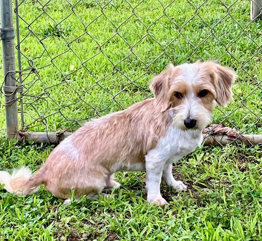 Hershey, an adopted mixed breed in Joppa, AL image 1/3