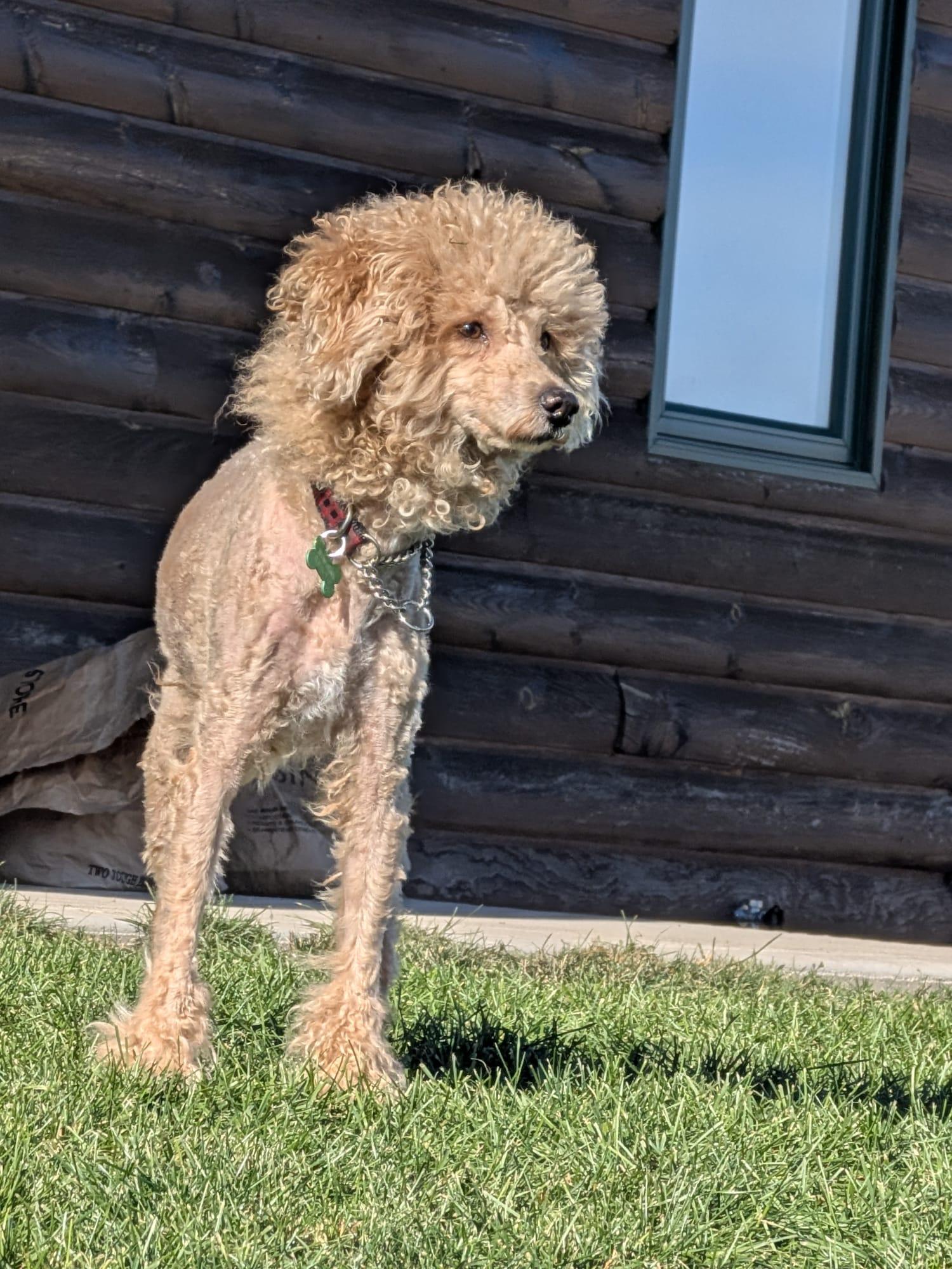 Enlarge Gregory, a Adopted Poodle in Owen Sound, ON image 2/3
