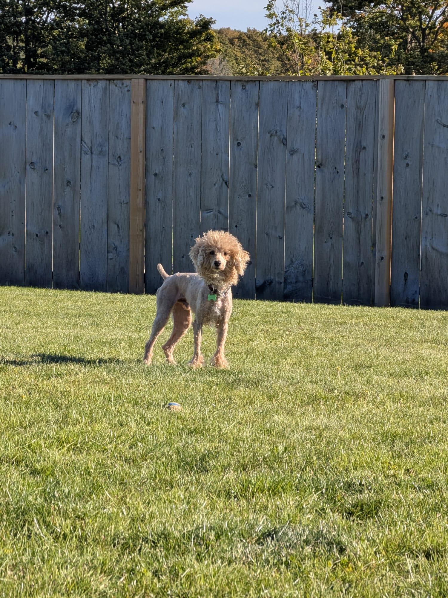 Enlarge Gregory, a Adopted Poodle in Owen Sound, ON image 3/3