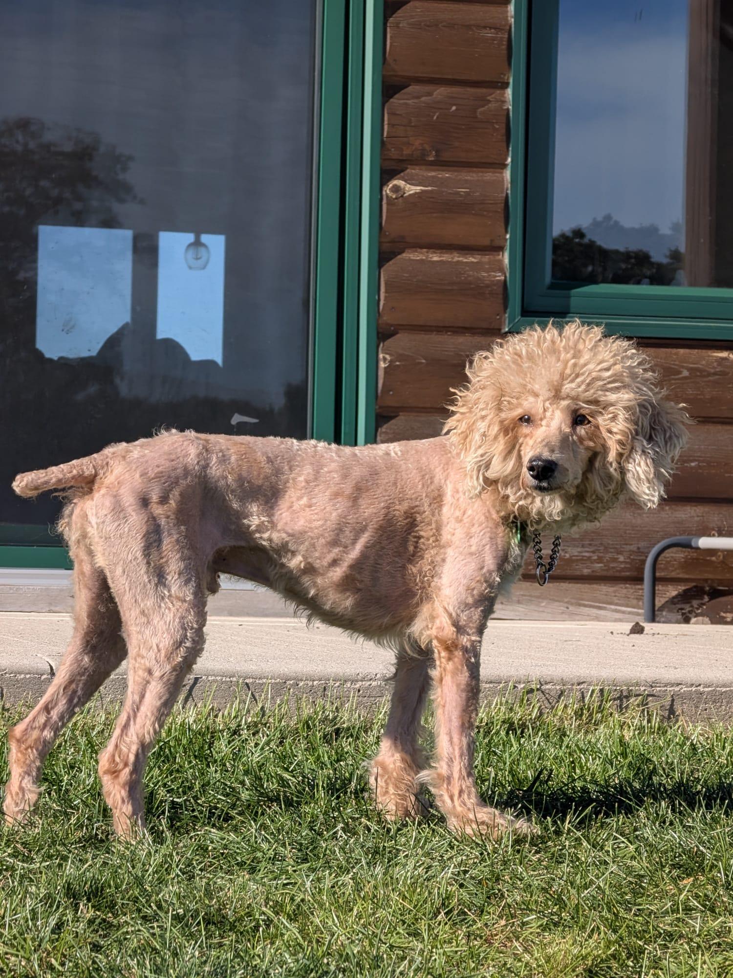 Enlarge Gregory, a Adopted Poodle in Owen Sound, ON image 1/3