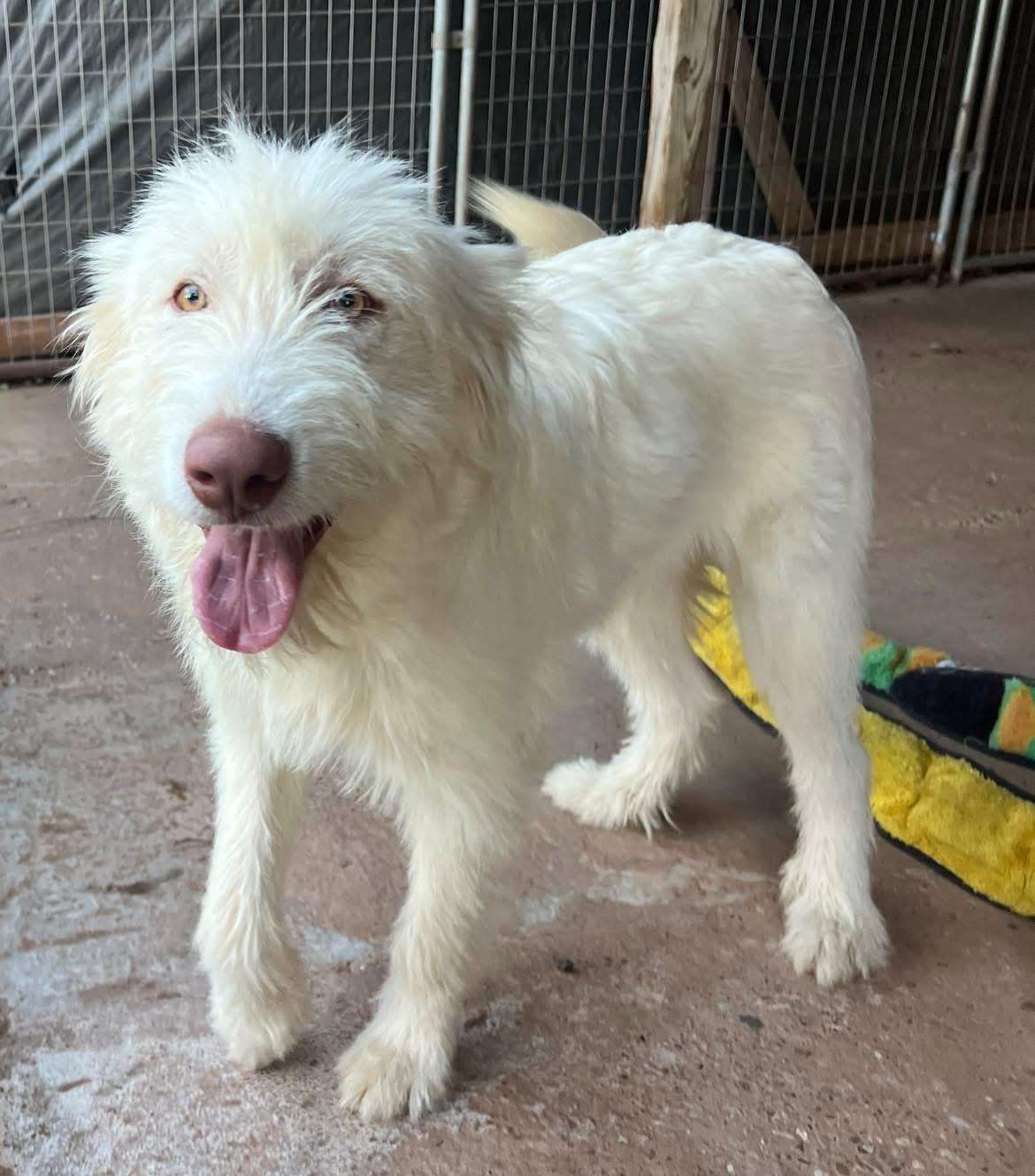 Zephyr, Adoptable, Young Female Goldendoodle.