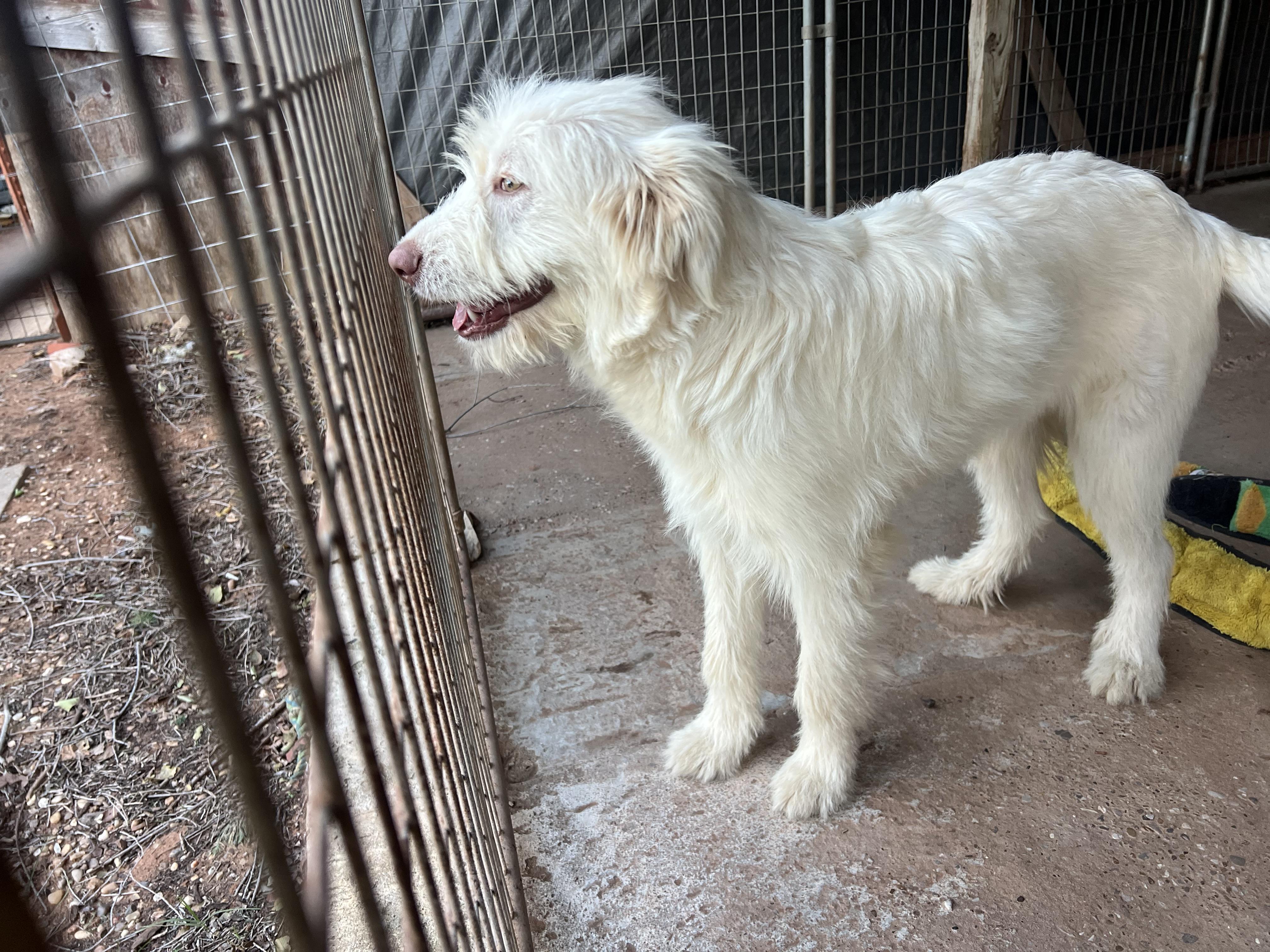 Zephyr, a Adoptable Goldendoodle in Carnegie, OK image 2/2