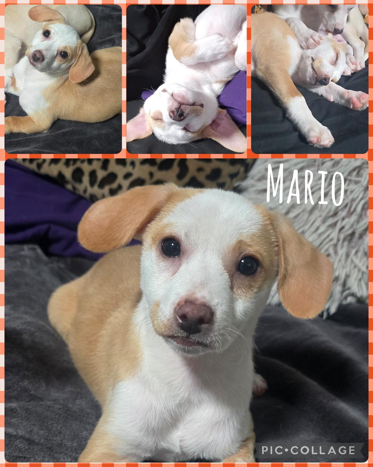 Enlarge Mario , a Adoptable mixed breed in Newberg, OR image 1/1