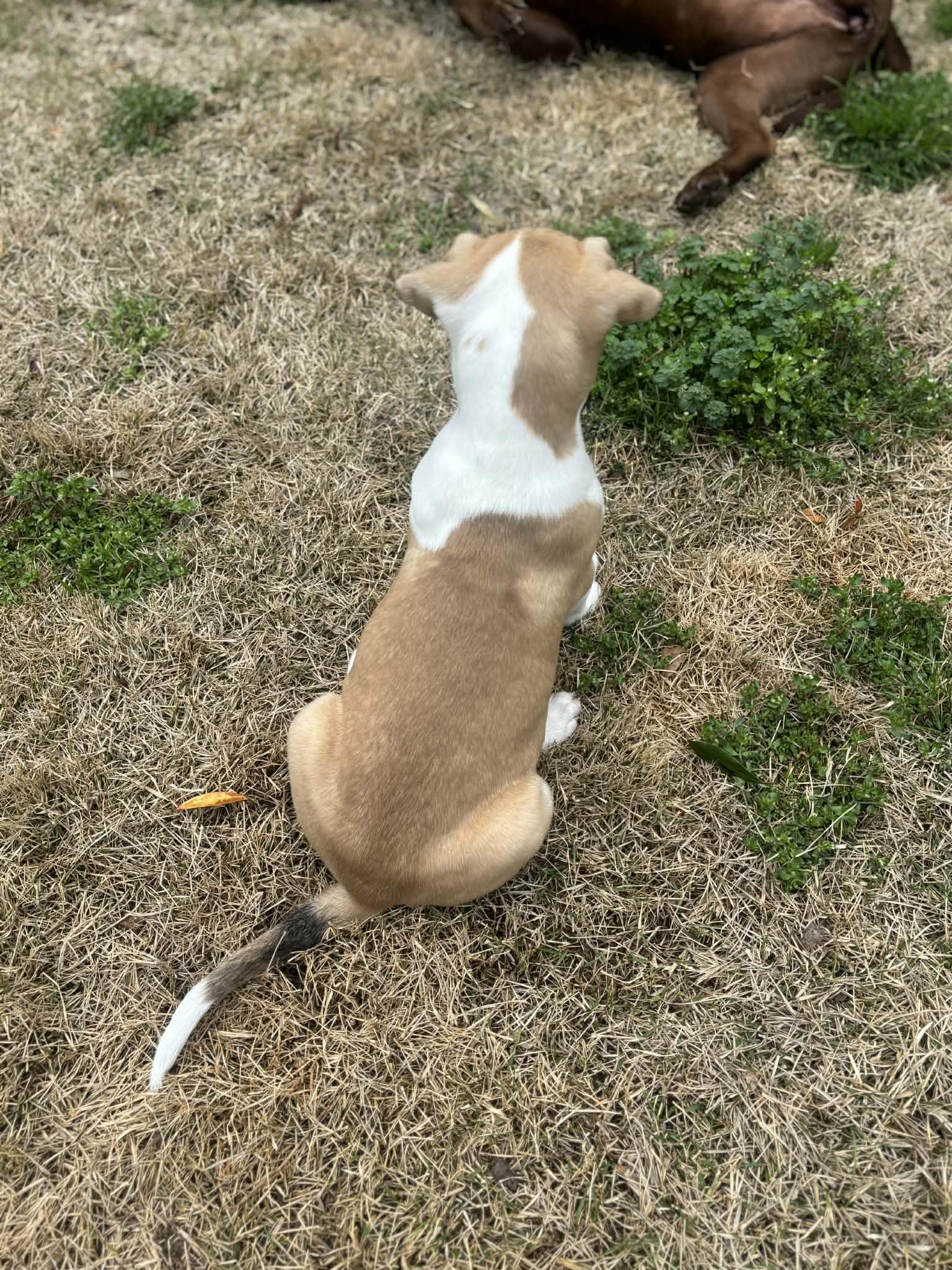 Enlarge Wemby, an adopted mixed breed in Hagerstown, MD image 4/5