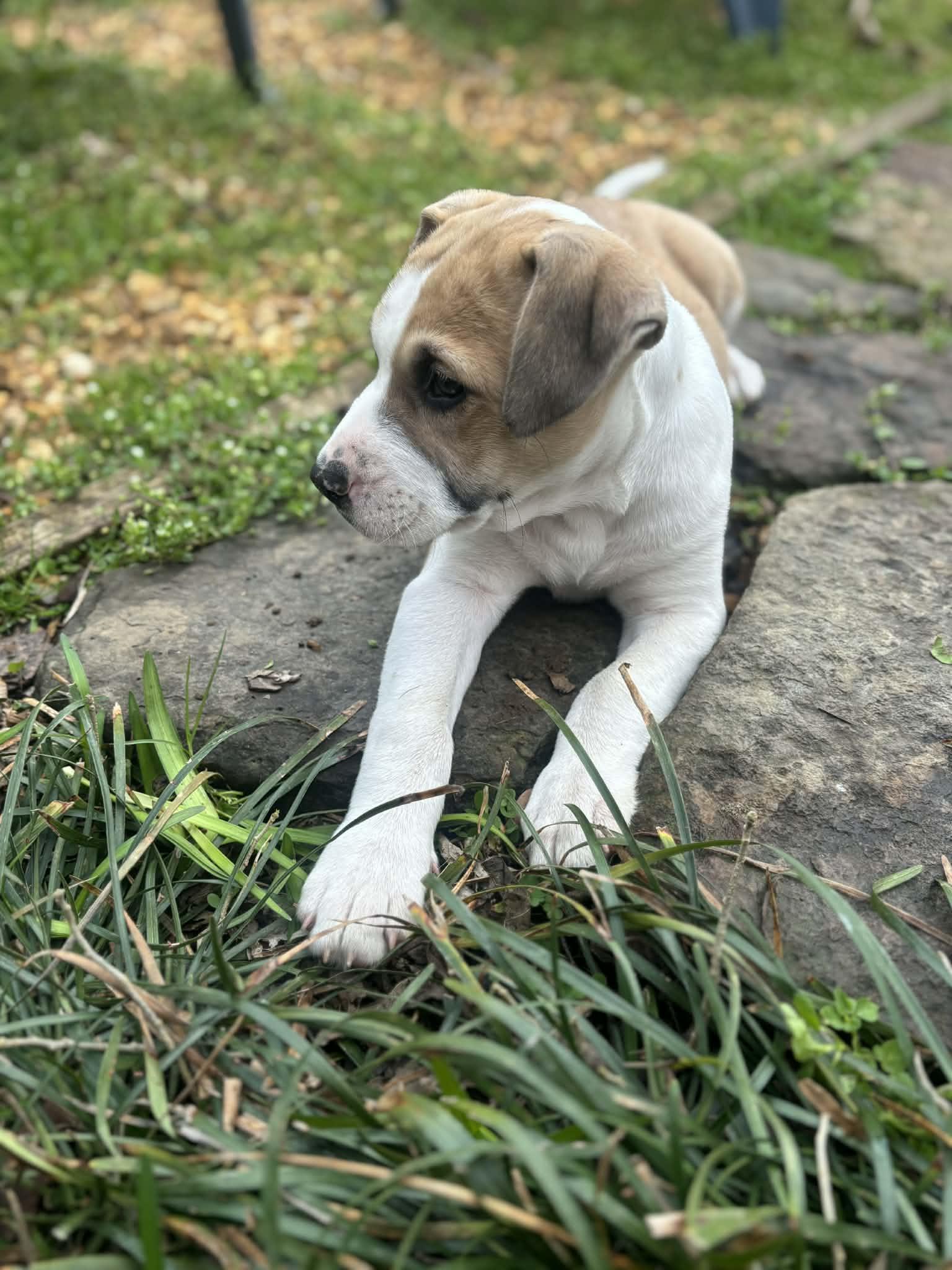 Enlarge Wemby, an adopted mixed breed in Hagerstown, MD image 2/5