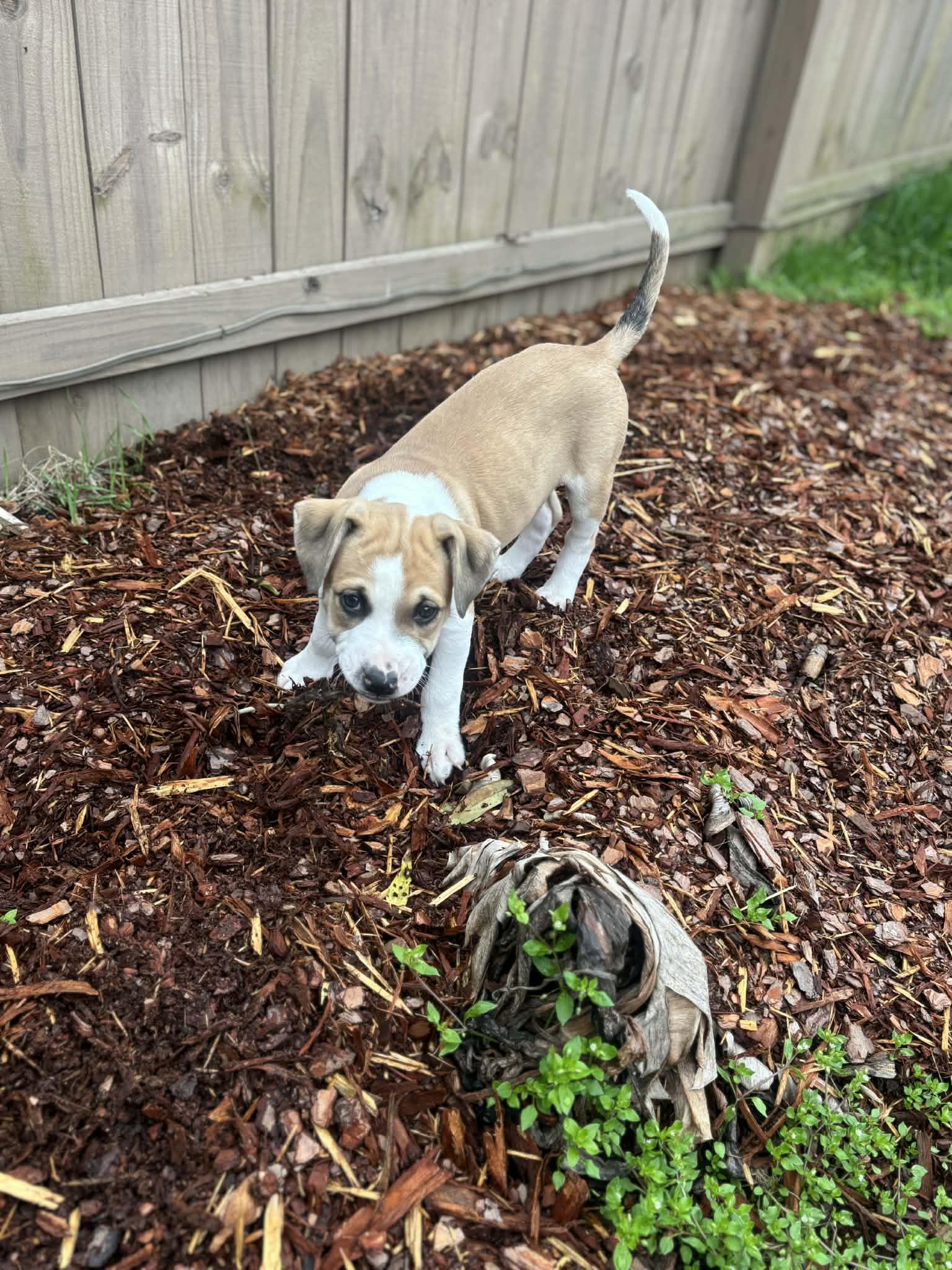 Enlarge Wemby, an adopted mixed breed in Hagerstown, MD image 5/5