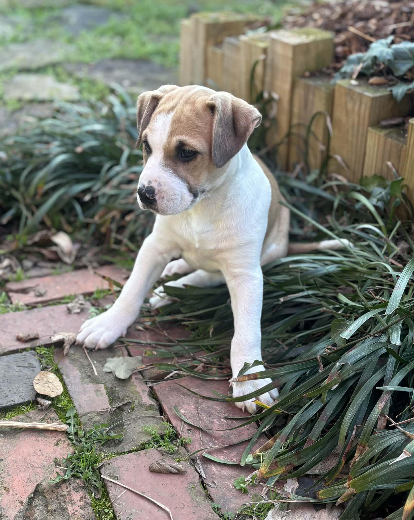 Enlarge Wemby, an adopted mixed breed in Hagerstown, MD image 3/5