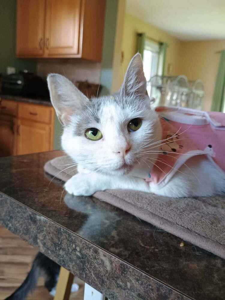 Trinket, Adoptable, Adult Female Domestic Short Hair.