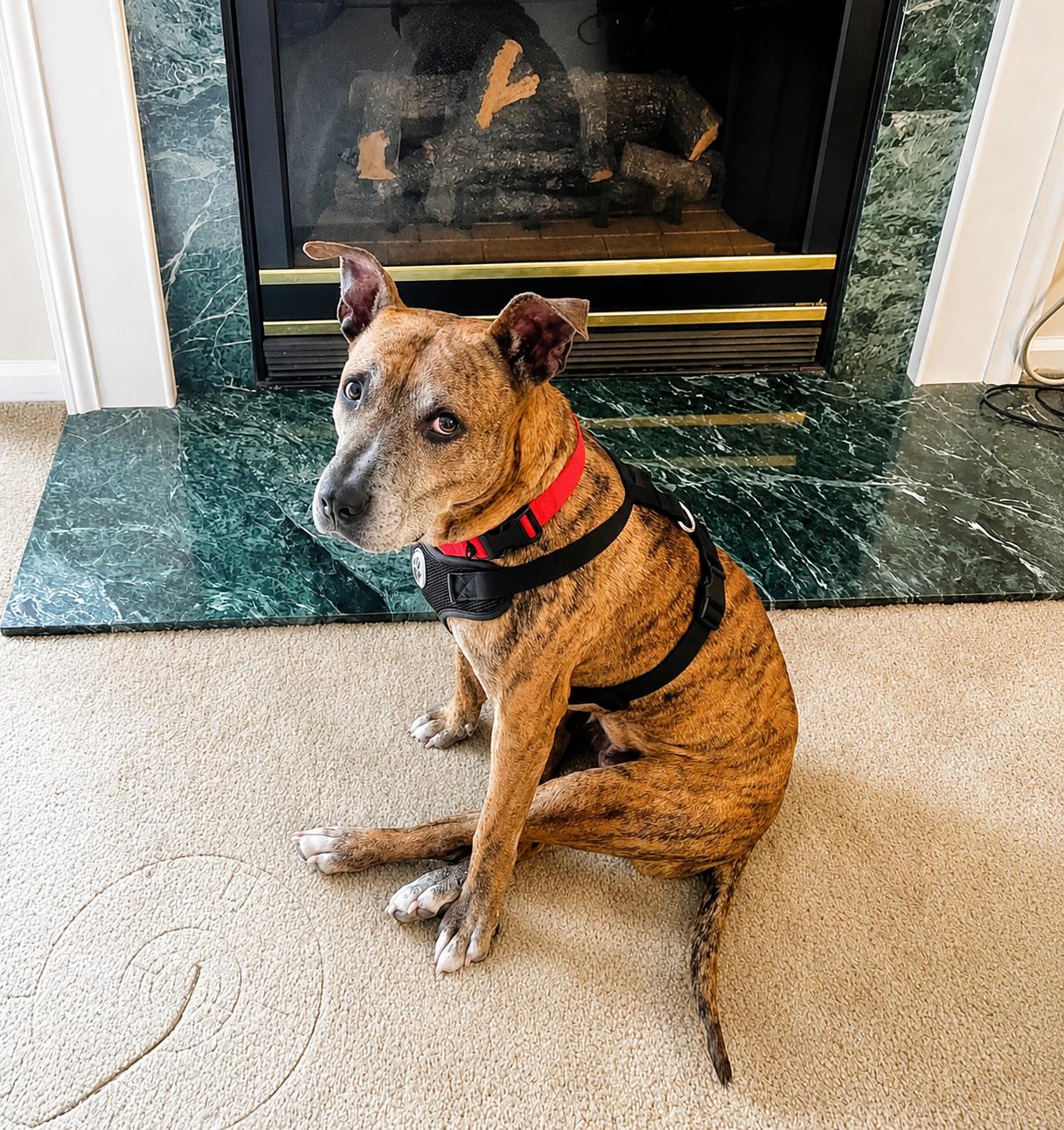 Daisy Mae photo