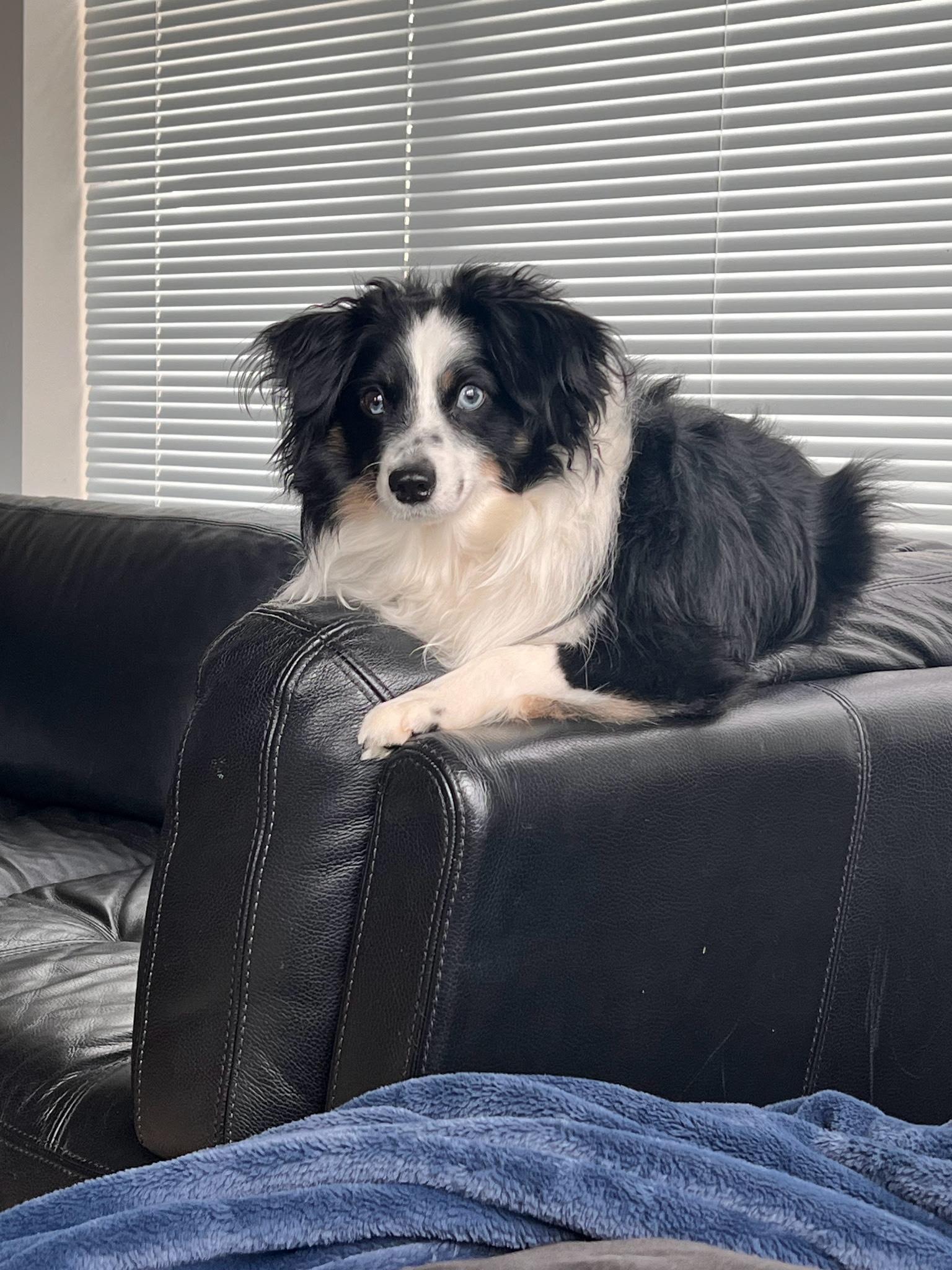 Max (M) photo 4