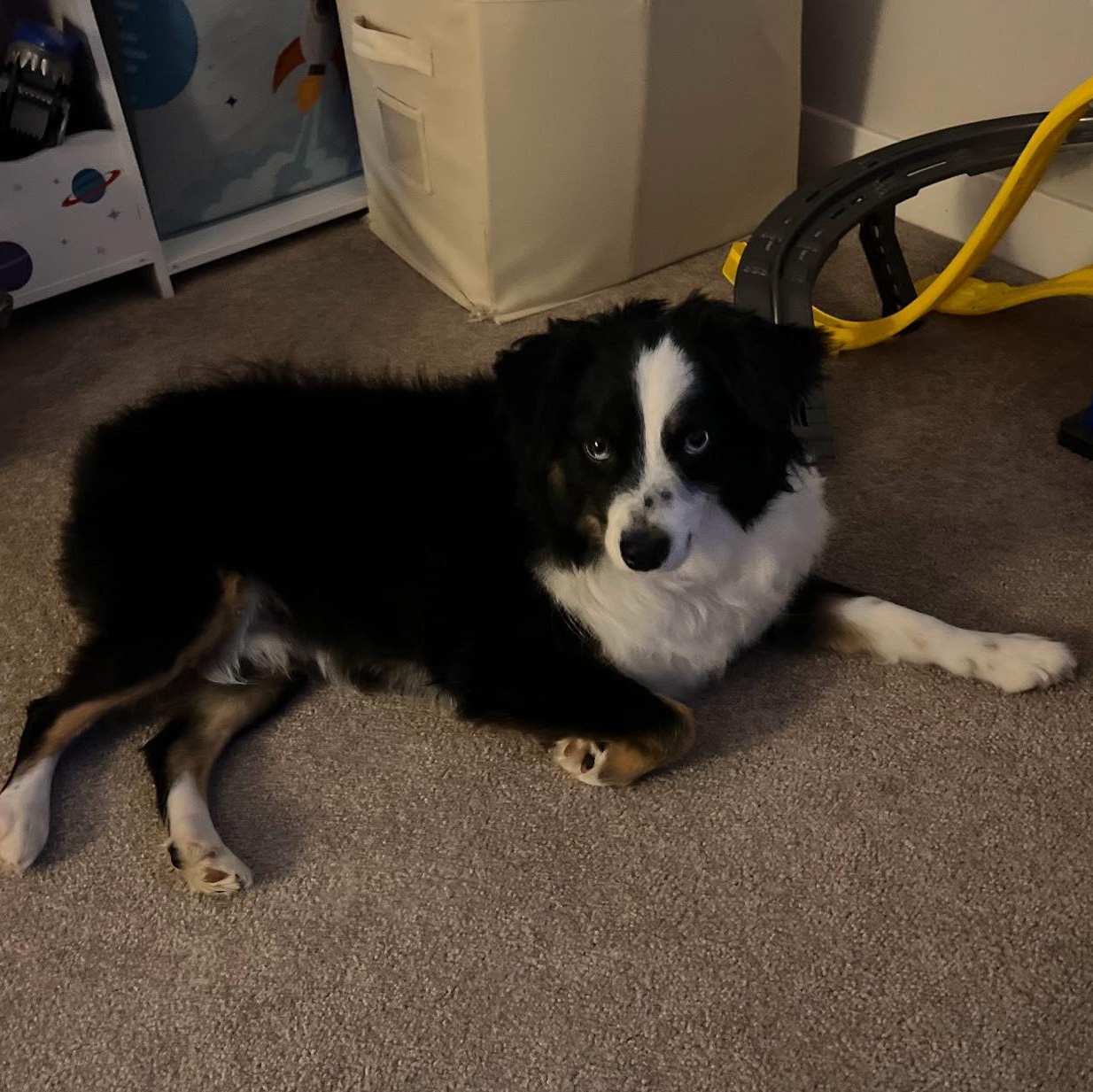 Max (M) photo 2