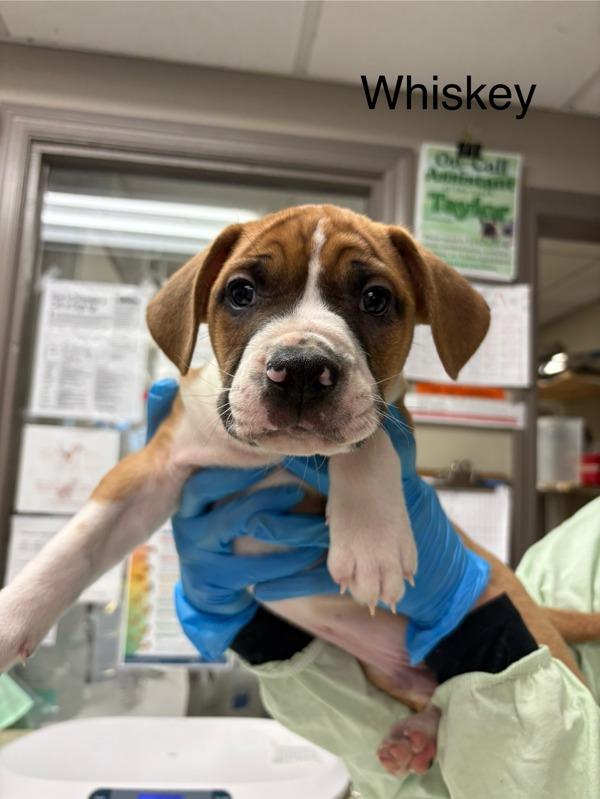 Enlarge Whiskey, a Adoptable mixed breed in Knoxville, TN image 1/1