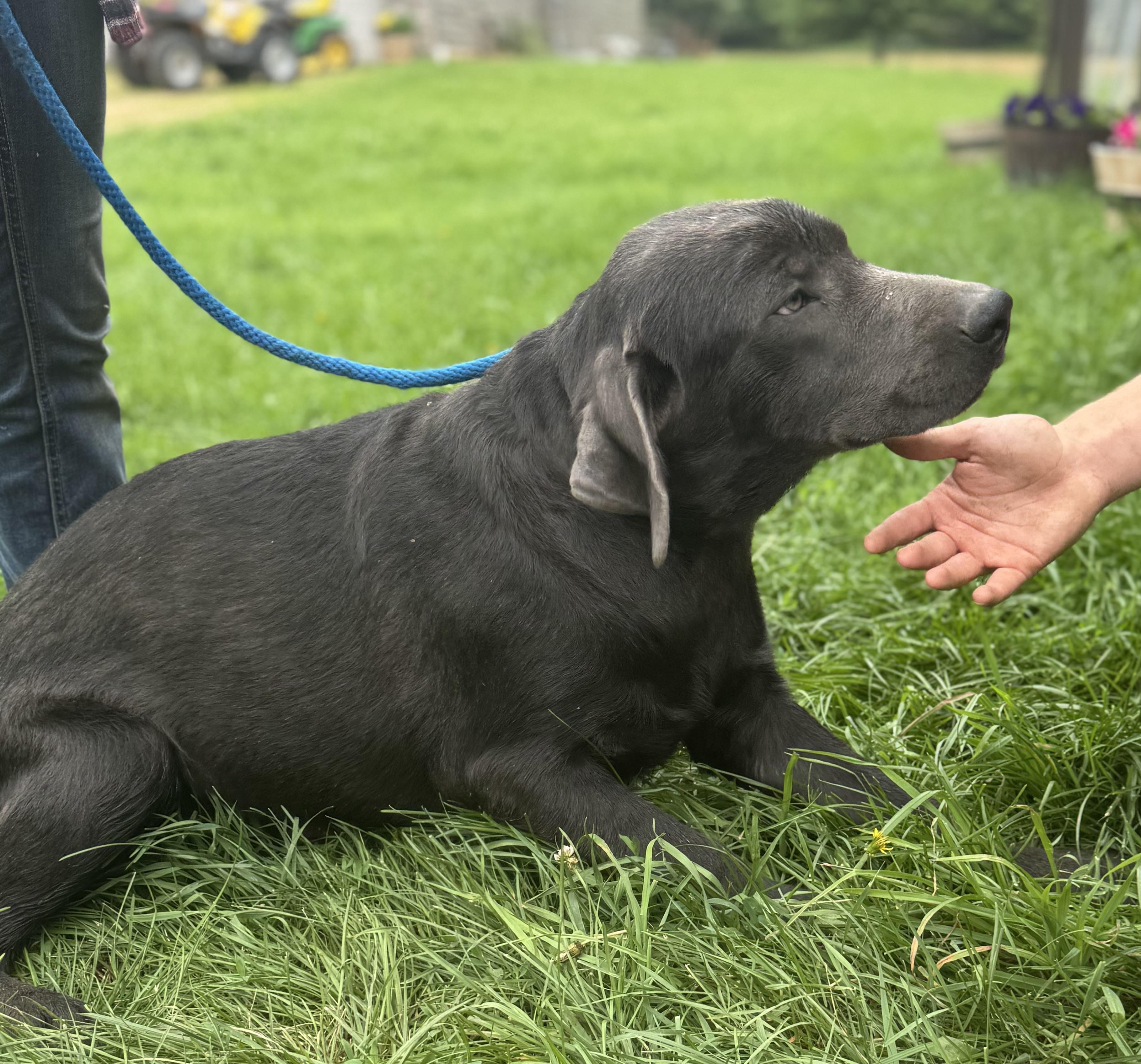 Silvester, Adoptable, Young Male Labrador Retriever.