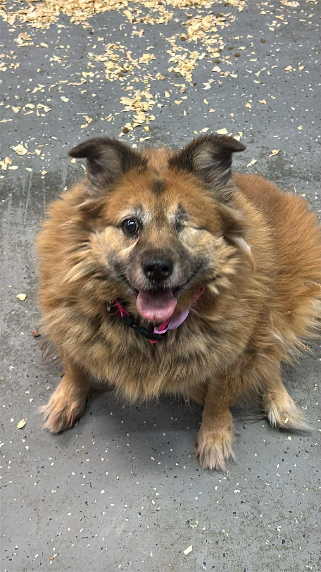 Enlarge Pumpkin, a hold mixed breed in Oak Park, MI image 1/1