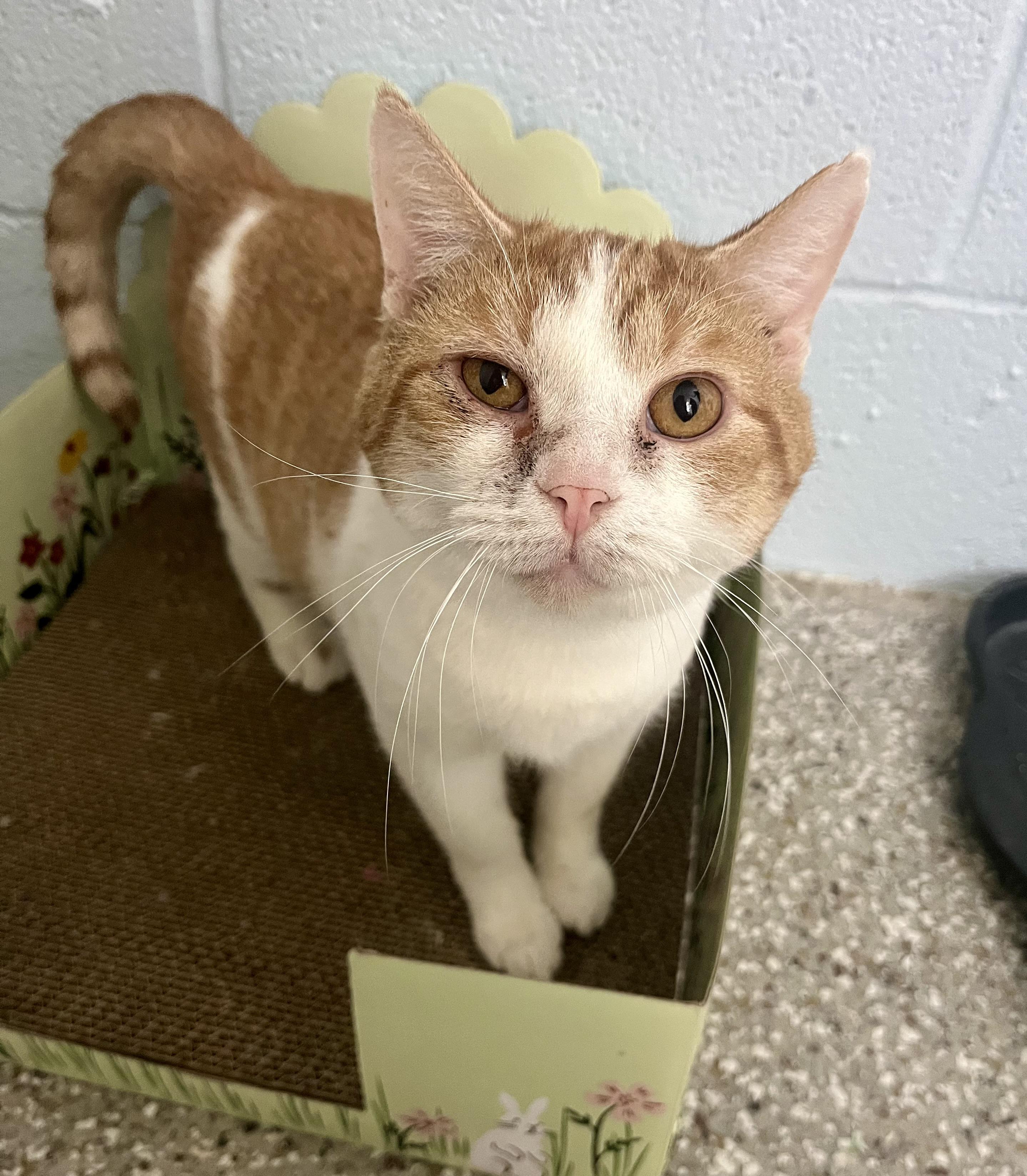 Caramel, Adoptable, Adult Male Domestic Short Hair.