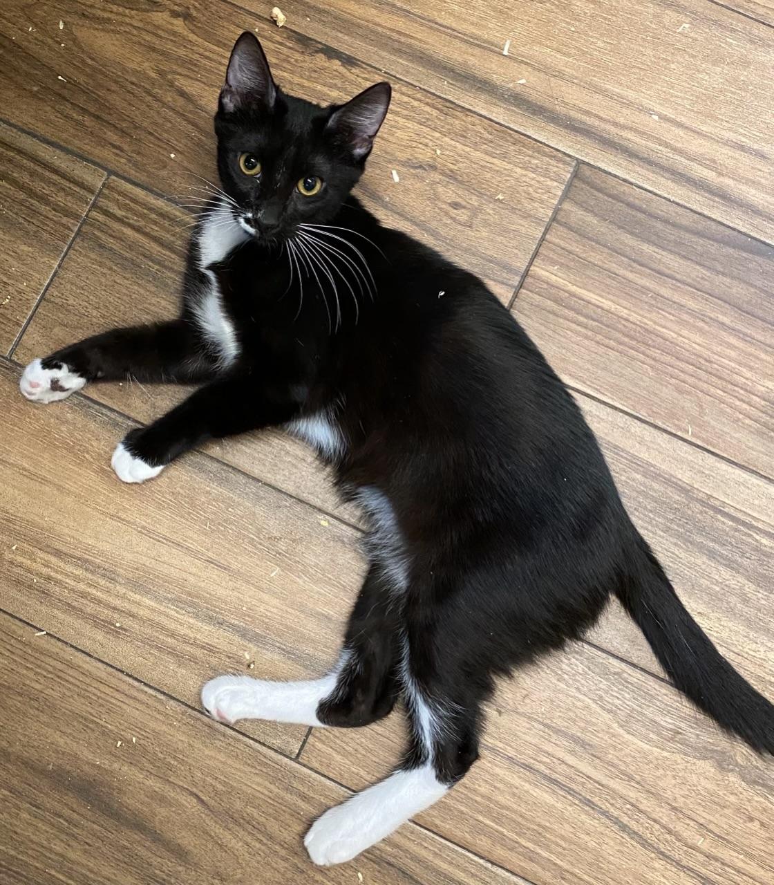 Reno, Adoptable, Kitten Male Domestic Short Hair.