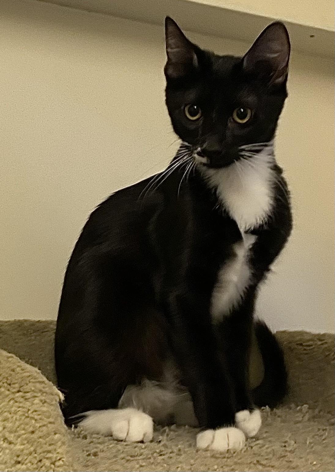 Enlarge Reno, a Adoptable Domestic Short Hair in Los Angeles, CA image 2/4