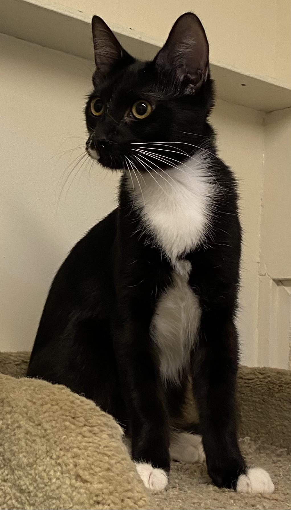 Enlarge Reno, a Adoptable Domestic Short Hair in Los Angeles, CA image 3/4