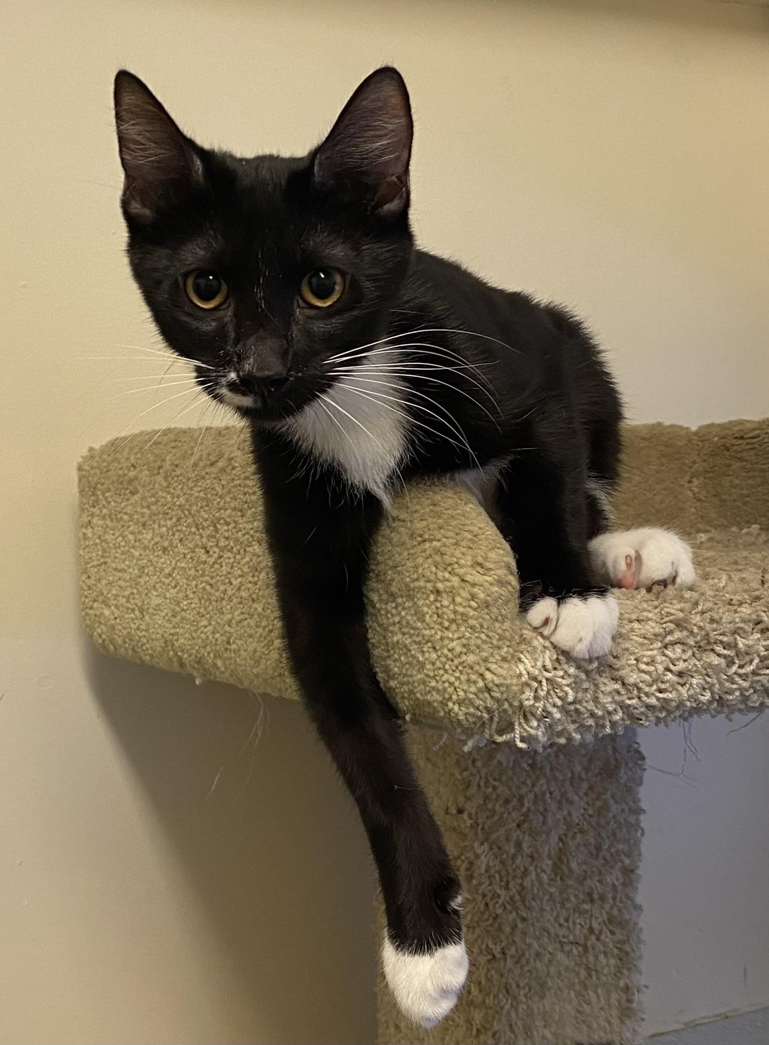 Enlarge Reno, a Adoptable Domestic Short Hair in Los Angeles, CA image 4/4