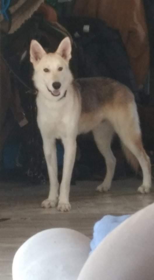 Thor V, Adoptable, Adult Male German Shepherd Dog.