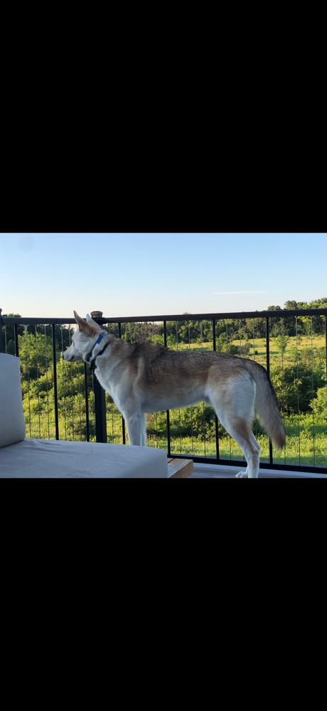 Thor V, a Adoptable German Shepherd Dog in Fredonia, WI image 3/6