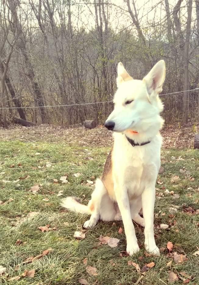 Enlarge Thor V, a Adoptable German Shepherd Dog in Fredonia, WI image 3/3