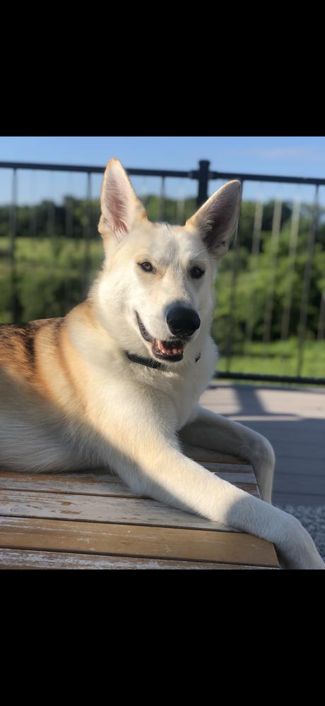 Thor V, a Adoptable German Shepherd Dog in Fredonia, WI image 6/6