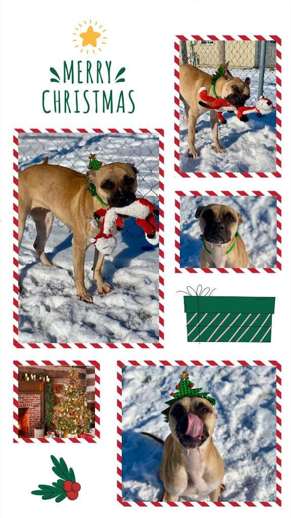 Astra, Adoptable, Adult Female Boxer & Pit Bull Terrier.