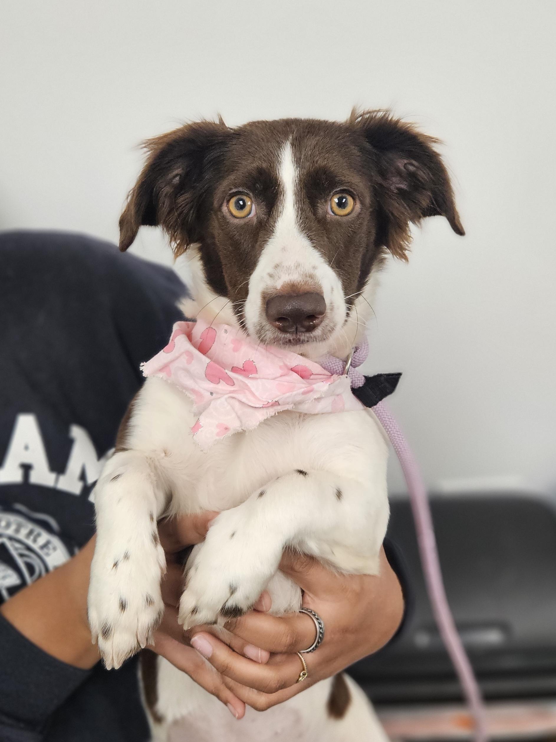 Enlarge NANA   $425, a ADOPTABLE mixed breed in Milwaukee, WI image 4/4