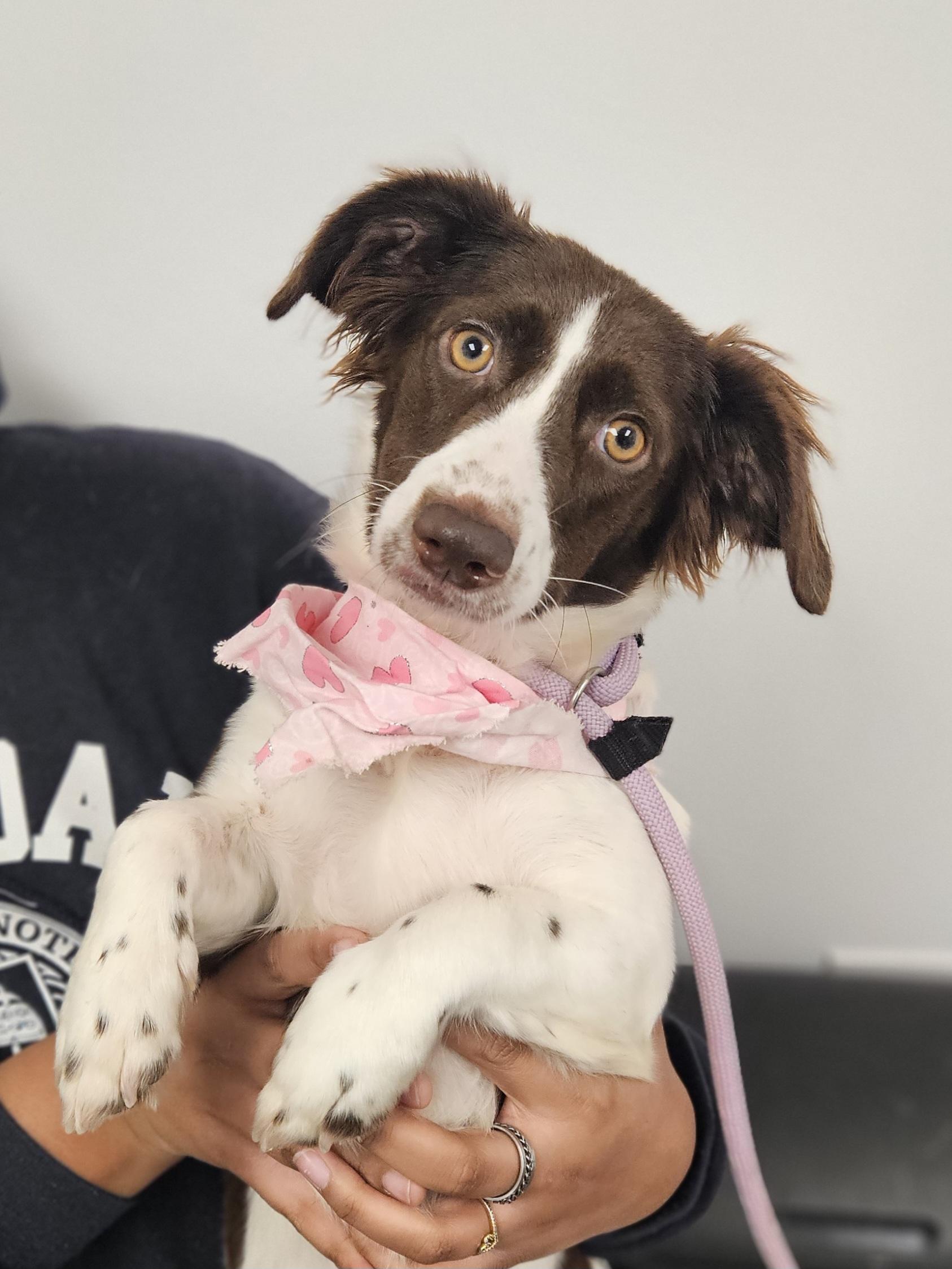 NANA   $425, ADOPTABLE, Adult Female Basset Hound.