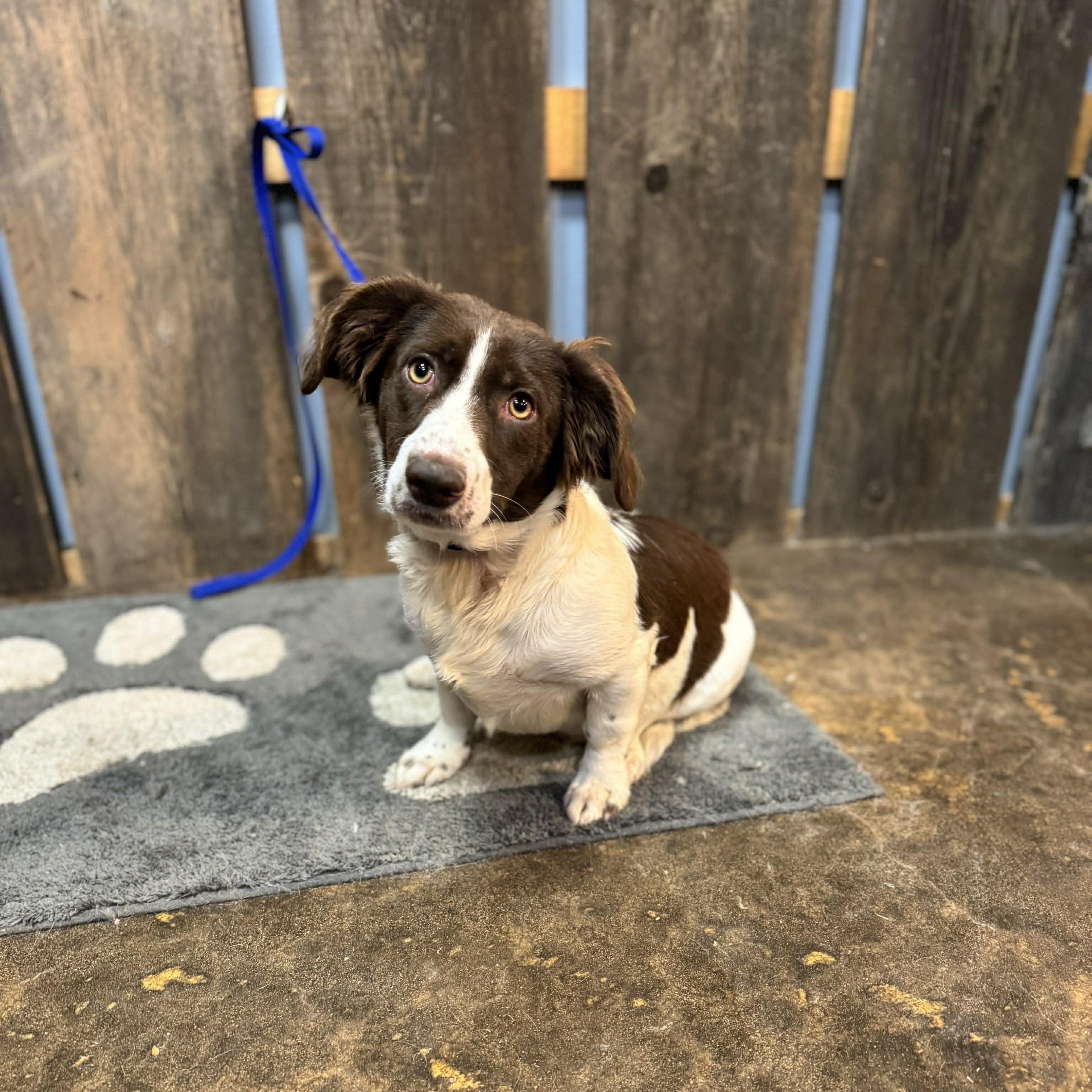 Enlarge NANA   $425, a ADOPTABLE mixed breed in Milwaukee, WI image 2/4