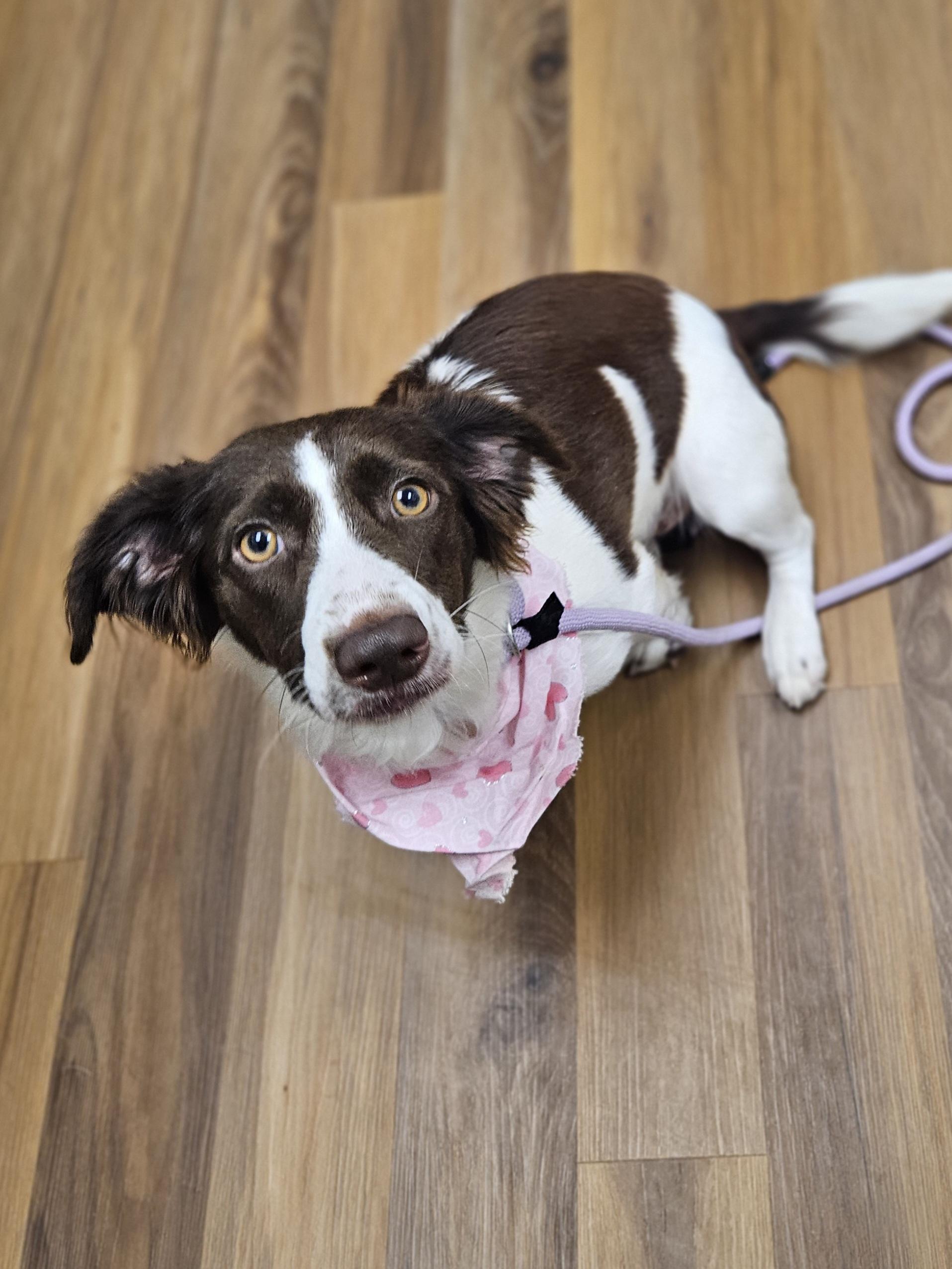 Enlarge NANA   $425, a ADOPTABLE mixed breed in Milwaukee, WI image 3/4