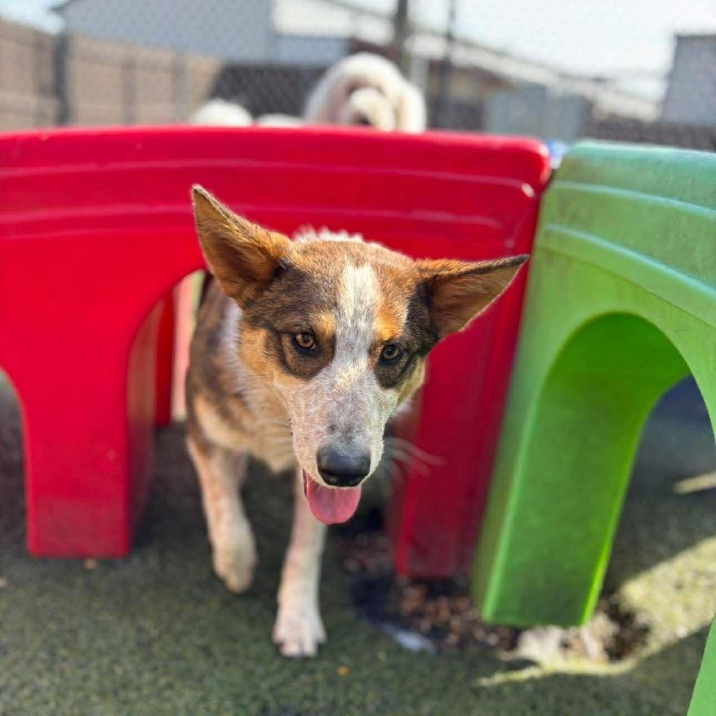 Kenya, Adoptable, Young Female Border Collie & Australian Shepherd.