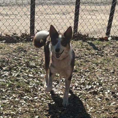 Enlarge Kenya, a Adoptable mixed breed in Wadena, MN image 1/3