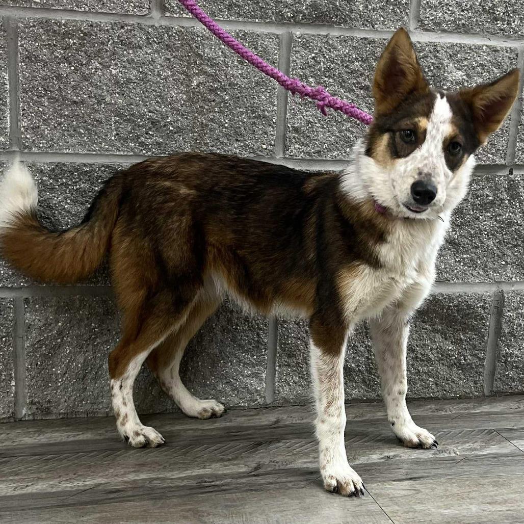 Enlarge Kenya, a Adoptable mixed breed in Wadena, MN image 2/3