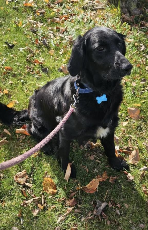 Zelda, Adopted, Young Female Flat-Coated Retriever & Golden Retriever.